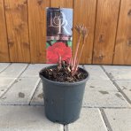 Pivónia bylinná (Paeonia lactiflora) ´FELIX CROUSSE´ - kont.C1L